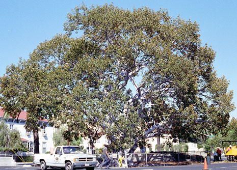 Morten Bay Fig