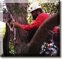 Setting tree cables