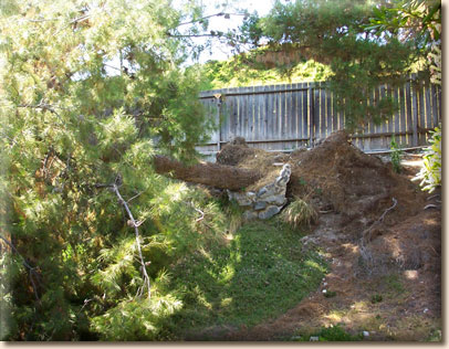 Fallen pine on bank