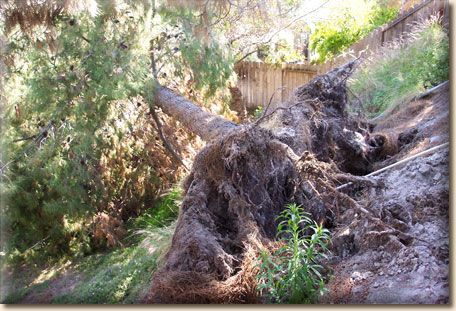 Fallen pine on bank