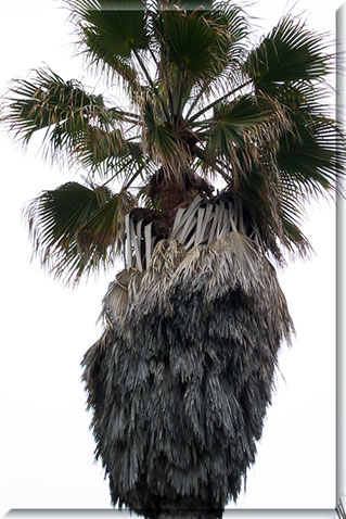 Mexican Fan Palm closup 1