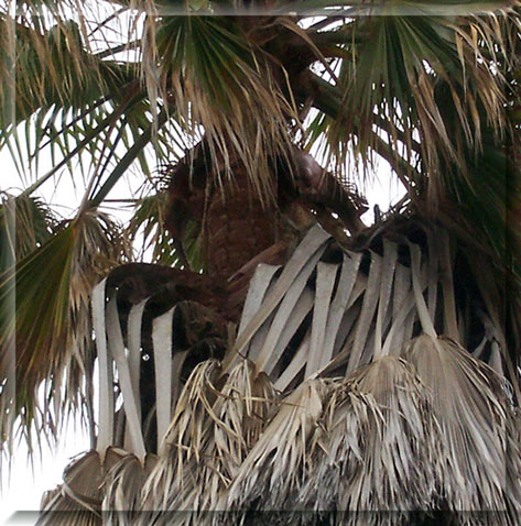 Mexican Fan Palm closeup 2