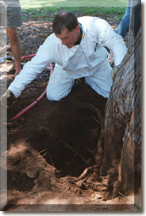 Root Inspection