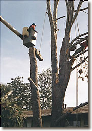 Tree roping