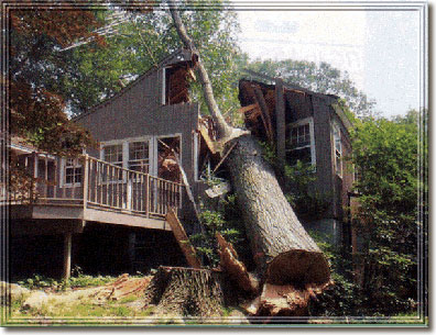 Tree felled on house