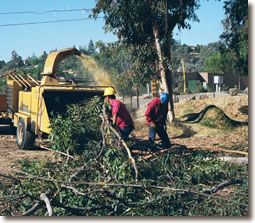 San Diego Tree Service chipping