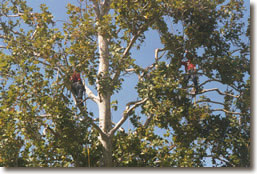 Tree climber